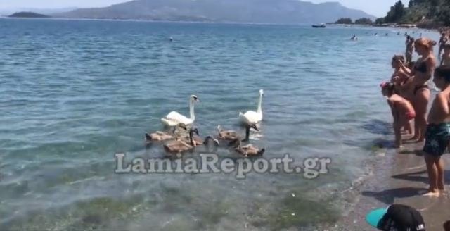 Κύκνοι έγιναν ατραξιόν σε παραλία της Φθιώτιδας (βίντεο)
