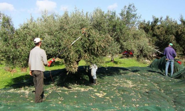 Φθιώτιδα: Πάνε να μαζέψουν ελιές και τους «ξαφρίζουν» ελαφροχέρηδες