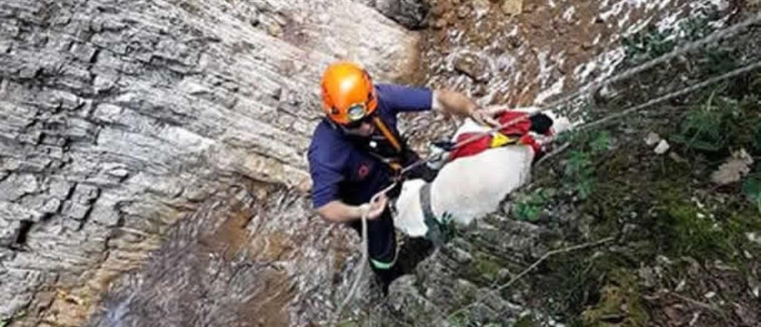 Αγριοκάτσικα… ακύρωσαν επιχείρηση της EMAK!