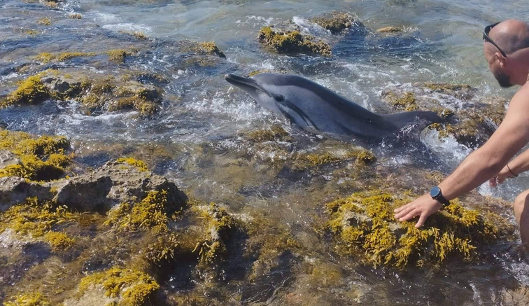 Κρήτη: Αγωνιώδεις προσπάθειες για τη σωτηρία τραυματισμένου δελφινιού – Πώς έφτασε στην ακτή (Φωτό & Βίντεο)
