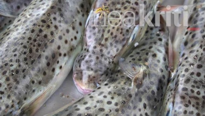 Σοκ για ψαρά στην Κρήτη: Βρήκε στα δίχτυα του 50 λαγοκέφαλους