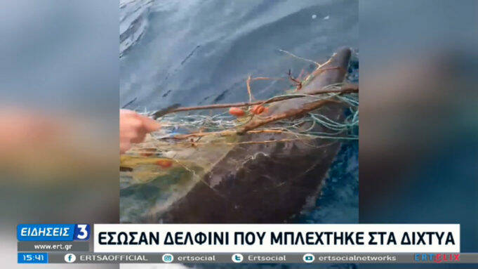 Έσωσαν δελφίνι που είχε εγκλωβιστεί σε ξεχασμένα δίχτυα – Δείτε βίντεο