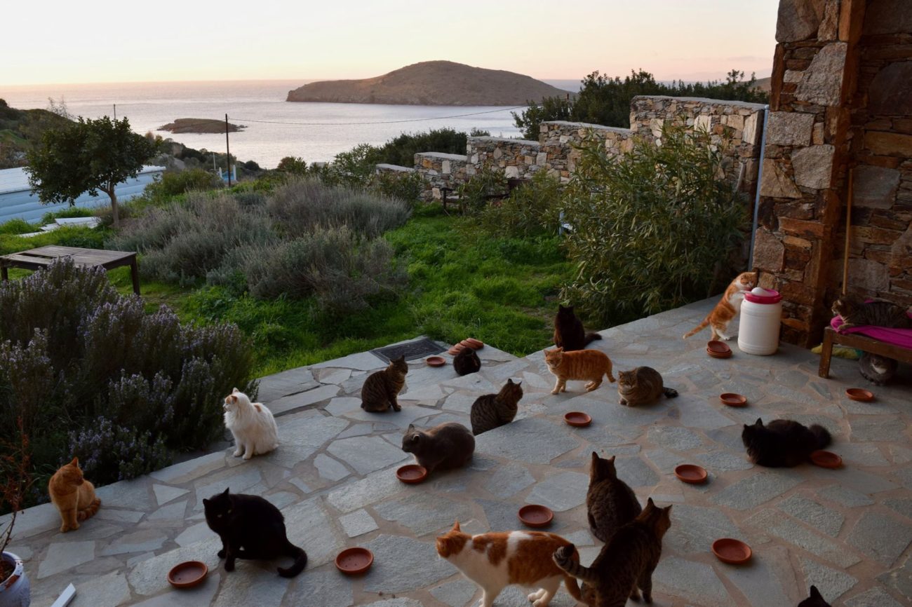 Πώς να κάνεις πληρωμένες διακοπές σε ελληνικό νησί φροντίζοντας 55 γάτες