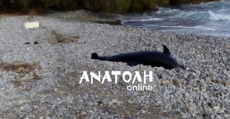 Τα κύματα ξέβρασαν νεκρό δελφίνι σε παραλία της Κρήτης