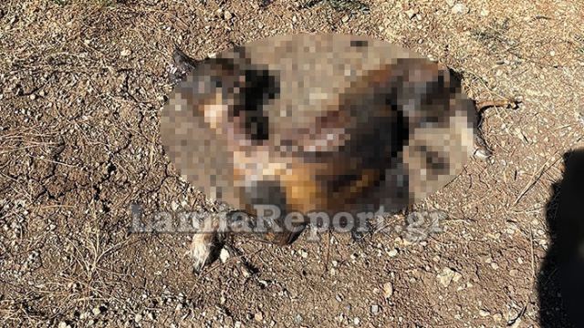 Σκηνές φρίκης στη Λαμία: Άγνωστοι έκαψαν ζωντανό σκύλο (Πολύ σκληρές εικόνες)