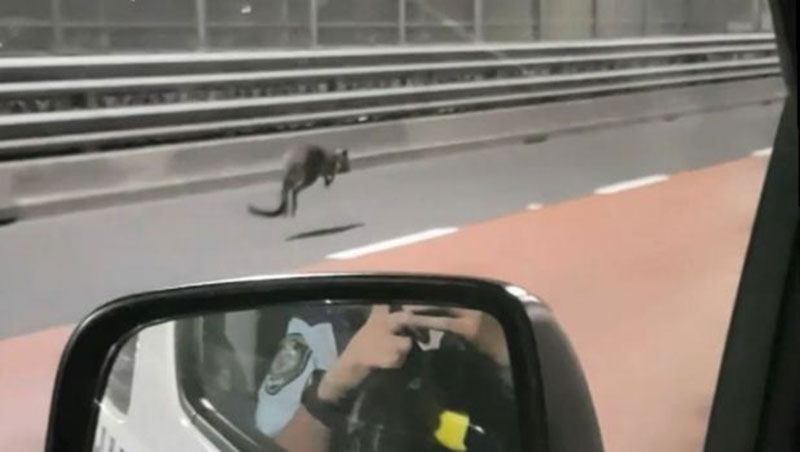 Καγκουρό έκοβε βόλτες μέσα στο Σίδνεϊ