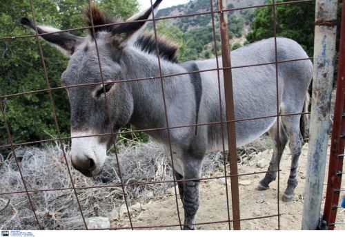 Φρίκη στη Νάξο: Απάνθρωπος βασάνισε βάναυσα γάιδαρο δένοντας τη γλώσσα και τα αυτιά του με σύρμα