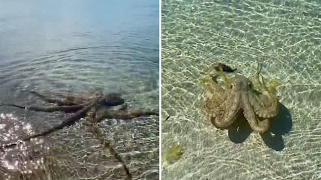 Viral: Τουρίστας δέχτηκε επίθεση από… θυμωμένο χταπόδι! (Βίντεο)