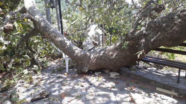 Φθιώτιδα: Τεράστιος πλάτανος «κατέρρευσε» στην πλατεία του χωριού (Φωτογραφίες)