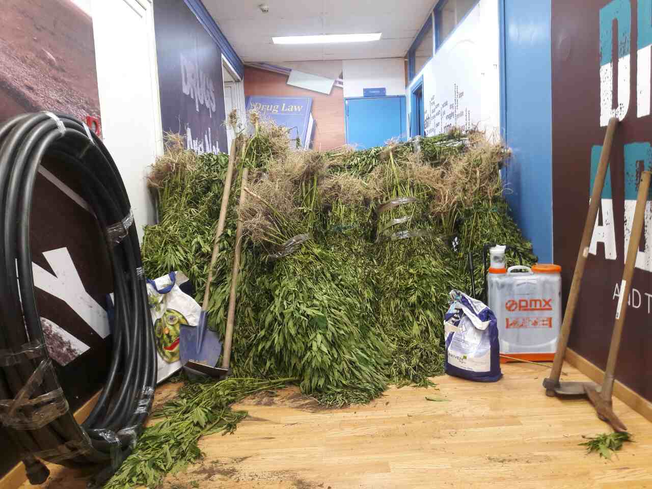 Εντοπίστηκε «ορφανή» φυτεία κάνναβης στη Φθιώτιδα – Κατασχέθηκαν 772 δενδρύλλια