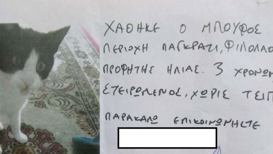 «Χάθηκε ο Μπούφος»: Η απίστευτη απάντηση σε ανακοίνωση για χαμένο γατάκι (εικόνα)