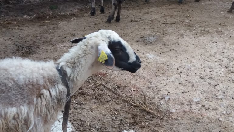 Αισθάνεστε μοναξιά στην πανδημία; «Αγκαλιάστε ένα πρόβατο»