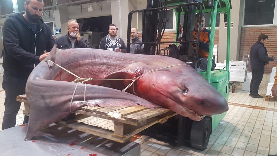 Εντυπωσιακή ψαριά στην Καβάλα: Ψαράδες έπιασαν τεράστιο καρχαριοειδές (Φωτογραφία)