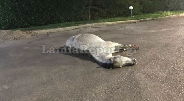 Στυλίδα: Παρέσυρε, σκότωσε και εγκατέλειψε άλογο ασυνείδητος οδηγός (φώτο)