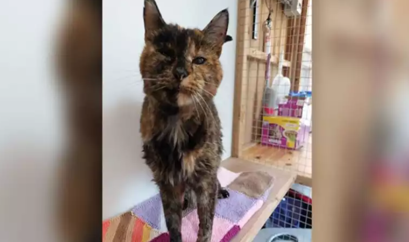 γηραιότερη γάτα