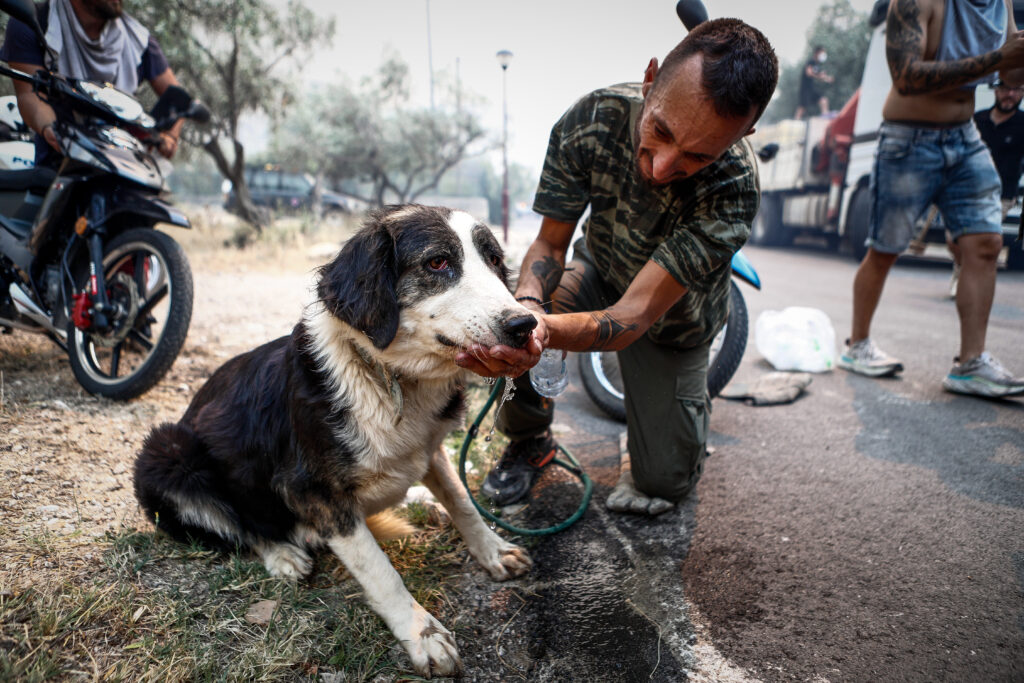 Γραμματεία για την Προστασία των Ζώων Συντροφιάς