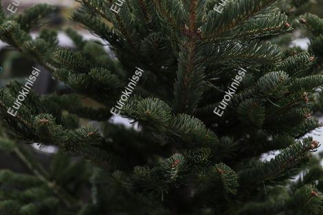 Φθιώτιδα: Το ελατοχώρι που… ξεπούλησε χιλιάδες έλατα (Βίντεο)