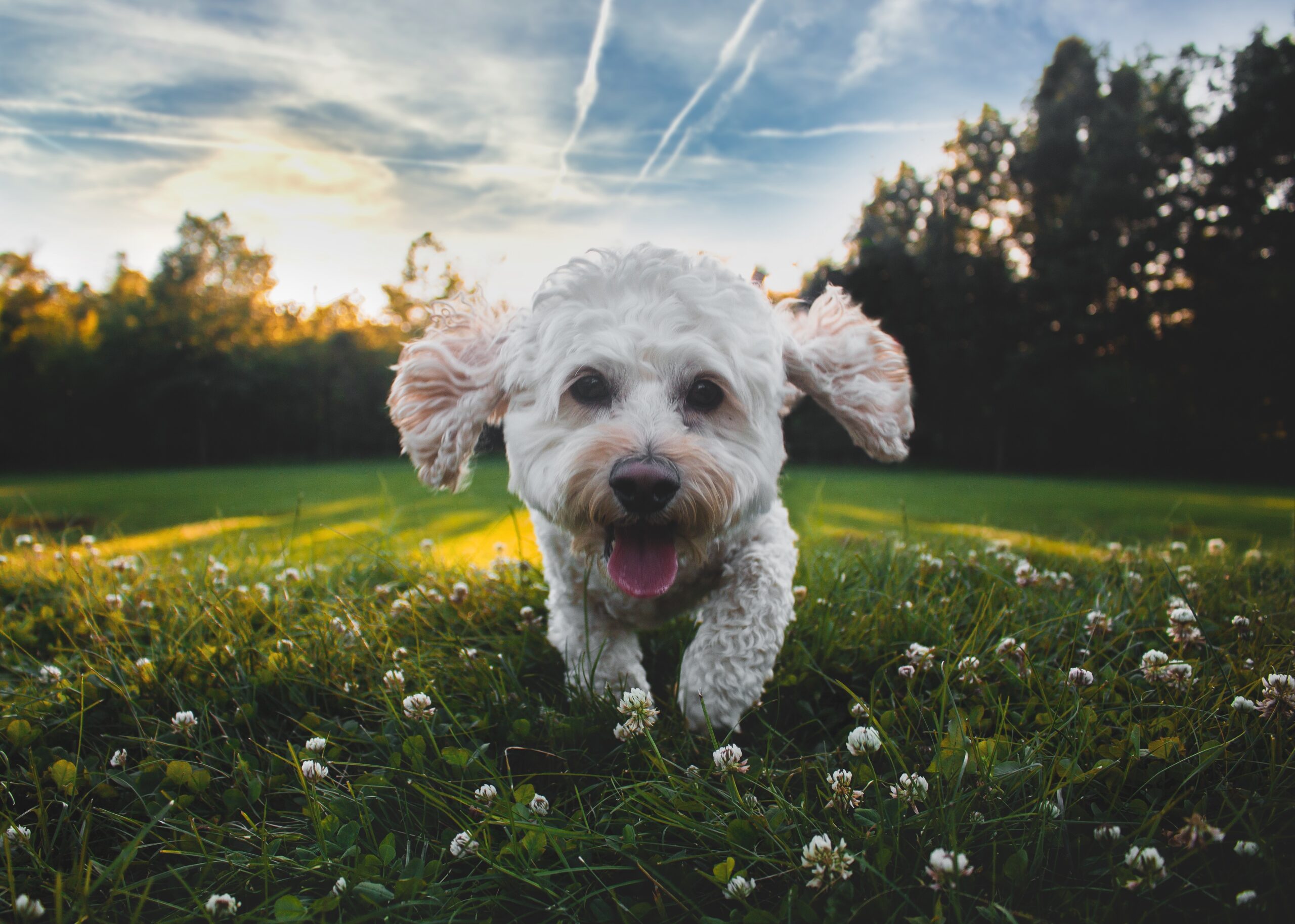 My Happy Pet