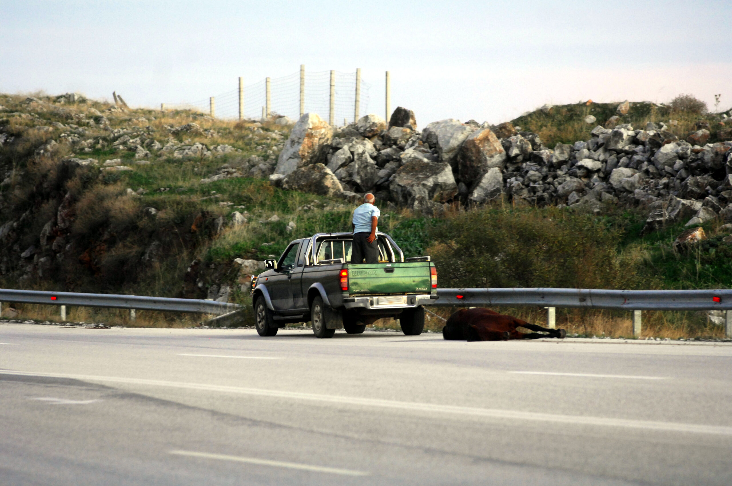 Φθιώτιδα: Σύγκρουση αυτοκινήτου με δύο άλογα – Νεκρά τα ζώα