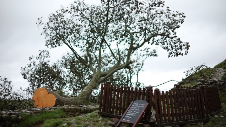 Sycamore Gap