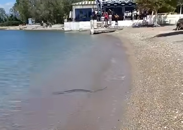 Αχαΐα: Πανικός στην παραλία του Καστελόκαμπου όταν λουόμενοι είδαν φίδι να κολυμπά δίπλα τους (Βίντεο)