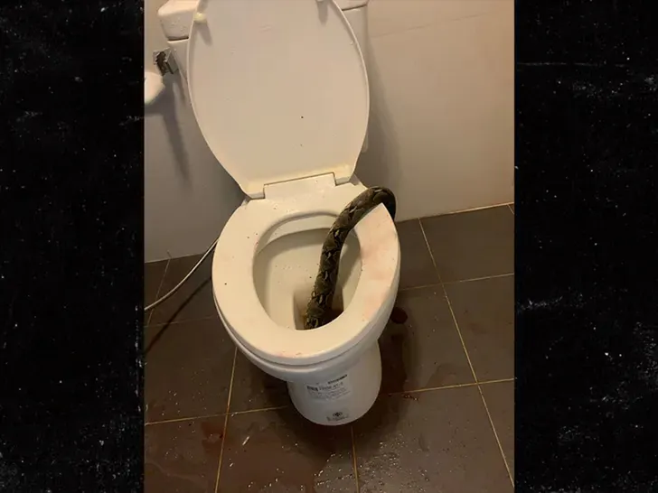 πύθωνας
