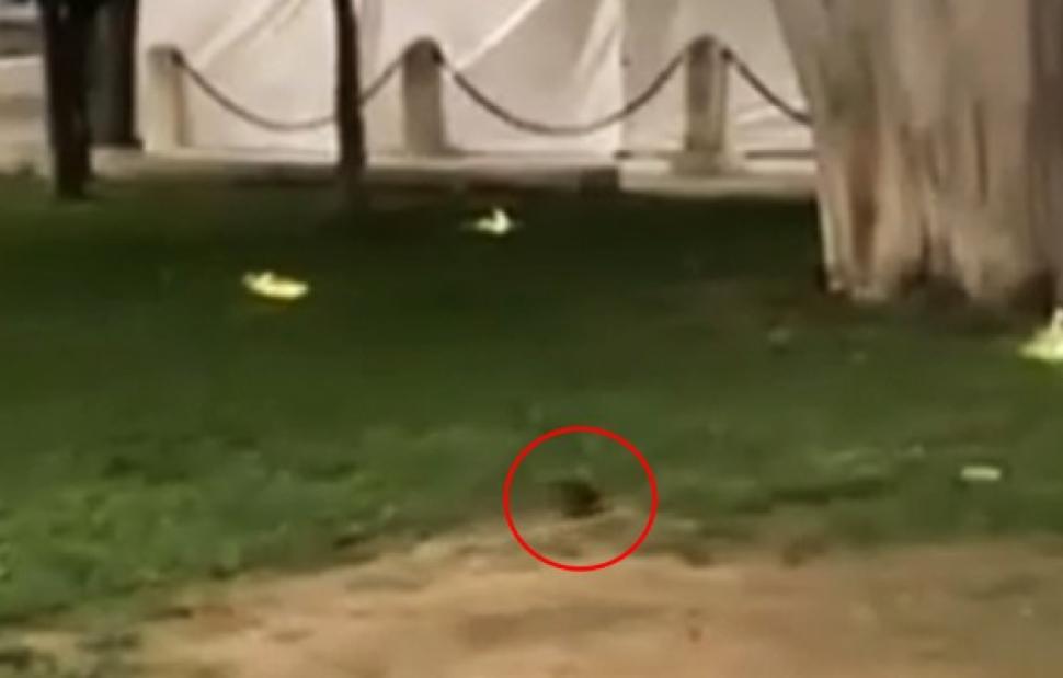 ποντίκια