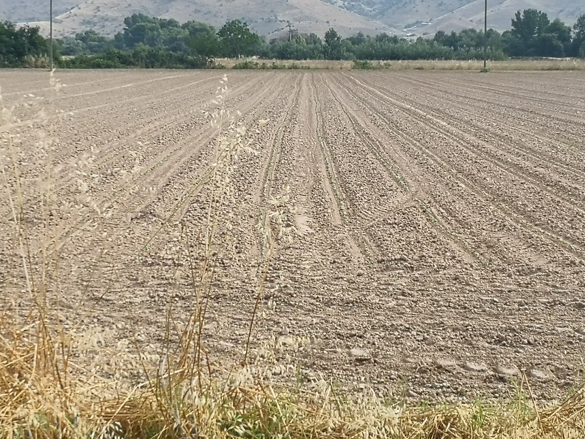 Θεοφάνης Γέμτος: Οι νέες τεχνολογίες θα συμβάλουν στην ανάπτυξη βιώσιμης παραγωγικής γεωργίας