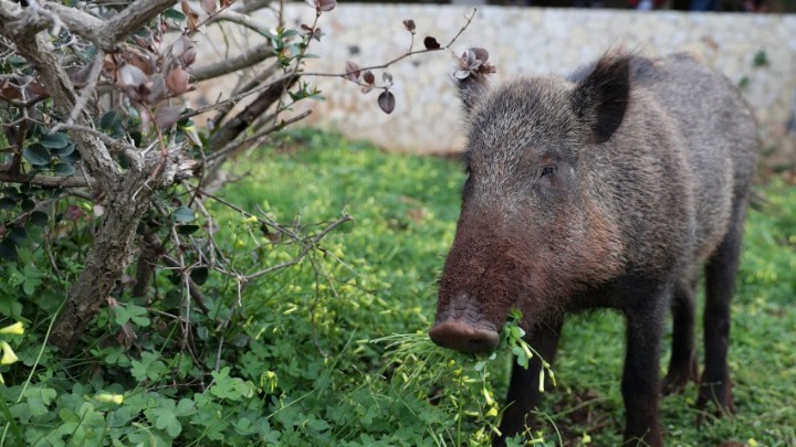 αγριογούρουνο