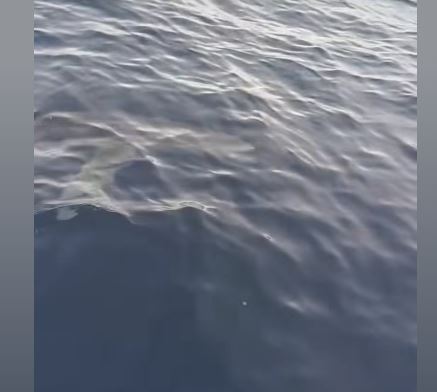 Κέρκυρα: Μεγάλος καρχαρίας πλησίασε σε φουσκωτό ψαρά – «Παναγία μου, τρέμω» (Βίντεο)