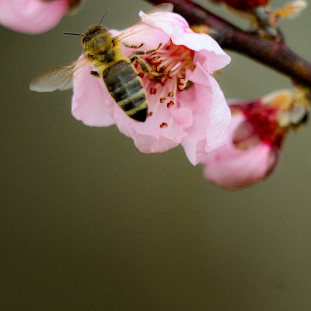 SOS για τις μέλισσες: Πόλεμοι, φώτα και μικροπλαστικά απειλούν τον πιο γλυκό μας σύμμαχο