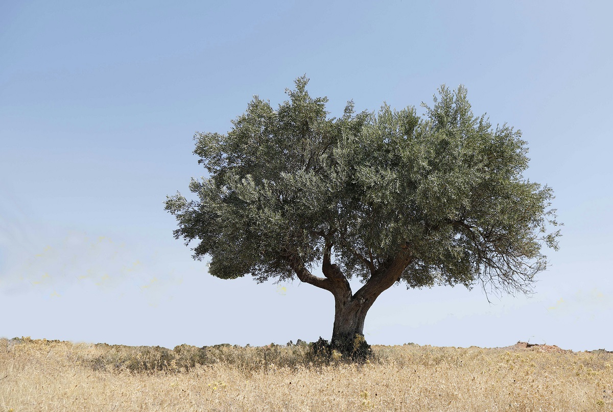 Τραγωδία στην Ηλεία: 70χρονος βρέθηκε κρεμασμένος σε ελιά – Οικογενειακό δράμα πίσω από τον θάνατο
