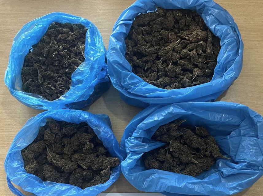 Μεσσηνία: Εντοπίστηκε φυτεία κάνναβης με 505 δενδρύλλια στη Φοινικούντα