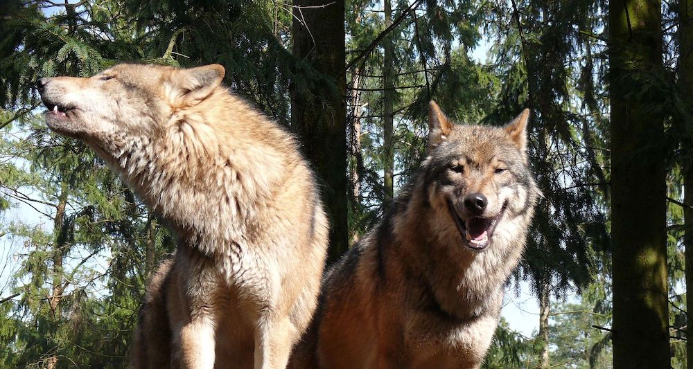 Αιγάλεω: Καταγγελία για επίθεση λύκου κοντά σε σχολείο – Αναστάτωση μετά και το περιστατικό στην Πετρούπολη