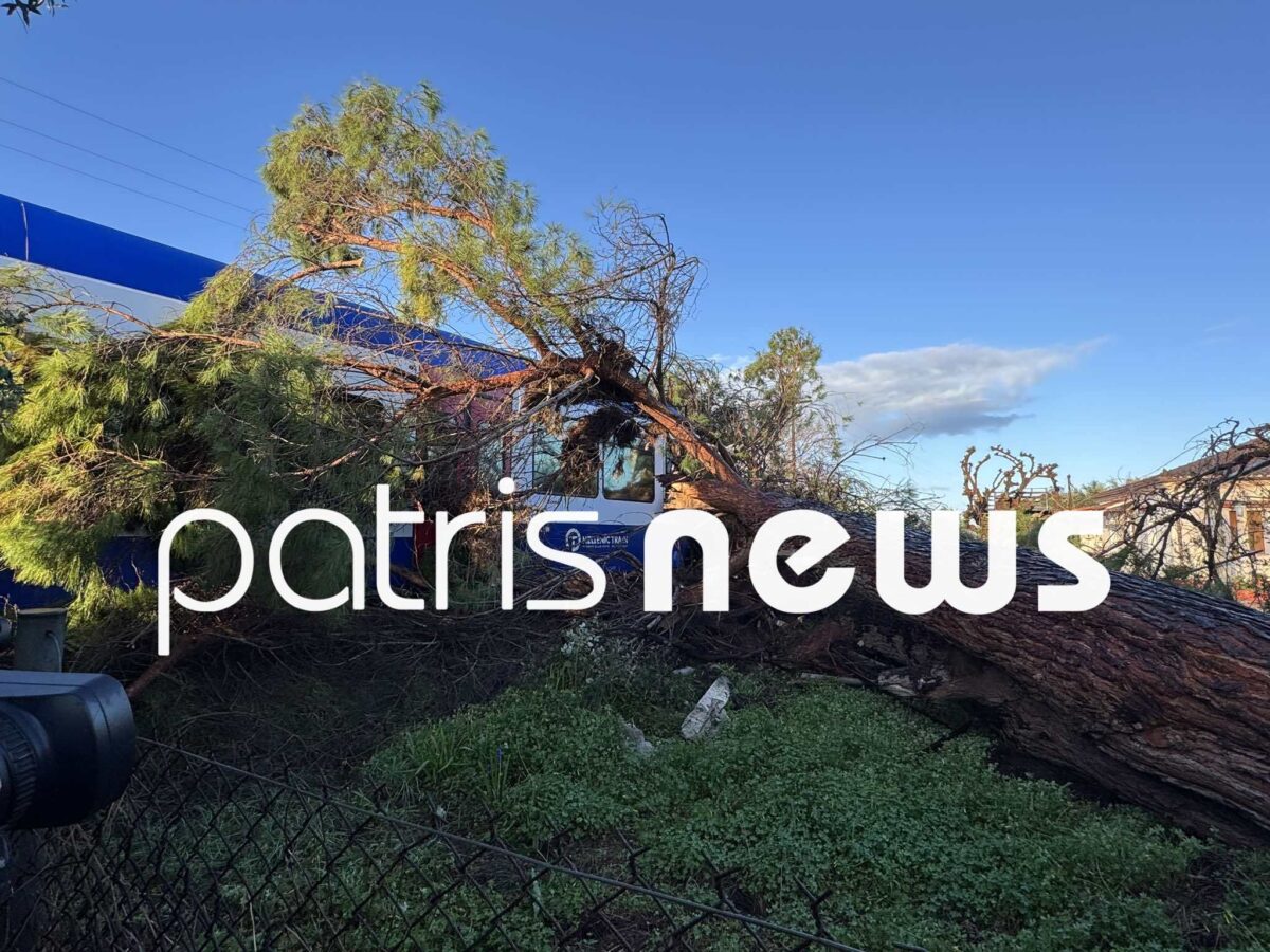 Πεύκο έπεσε πάνω σε τρένο που εκτελούσε το δρομολόγιο Πύργος – Κατάκολο – Στο νοσοκομείο ο μηχανοδηγός (Φωτό)