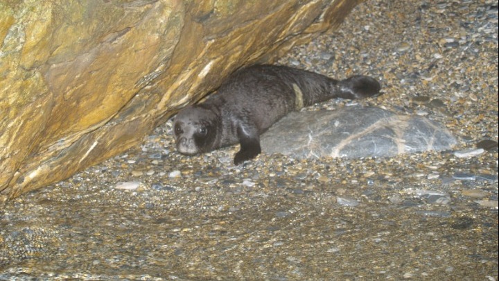 Φωτογραφία από ΟΦΥΠΕΚΑ: Μικρή φώκια σε σπηλιά στη Σκόπελο.