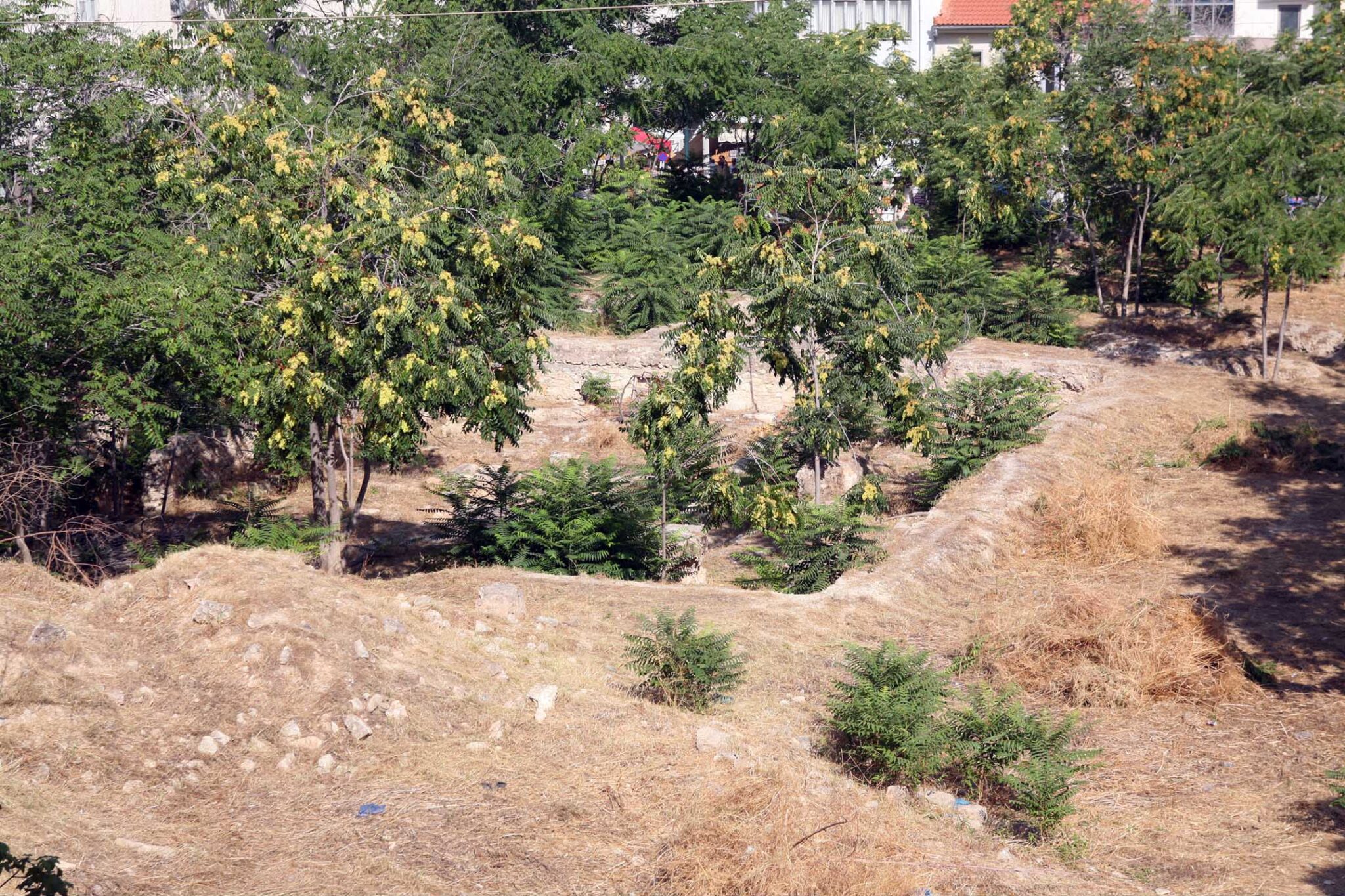 καθαρισμός οικοπέδων