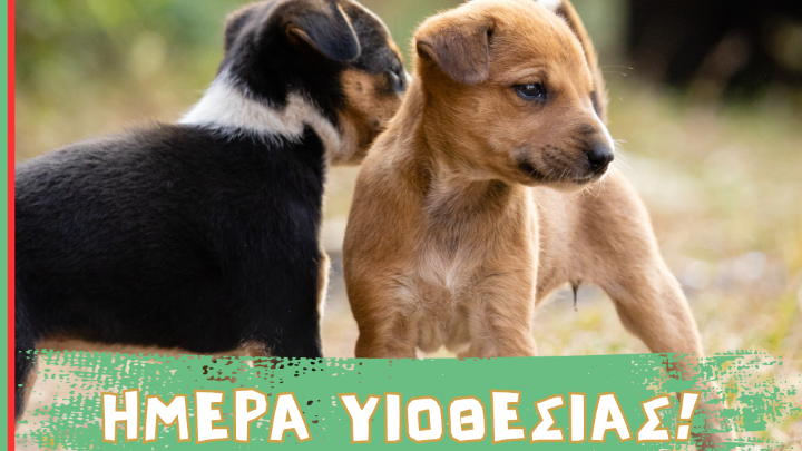 Παγκόσμια Ημέρα Αδέσποτων Ζώων