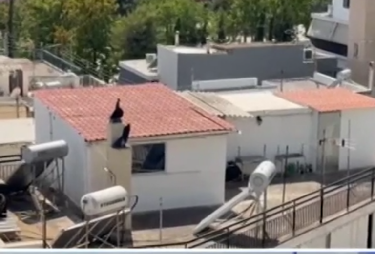 Περιστέρι