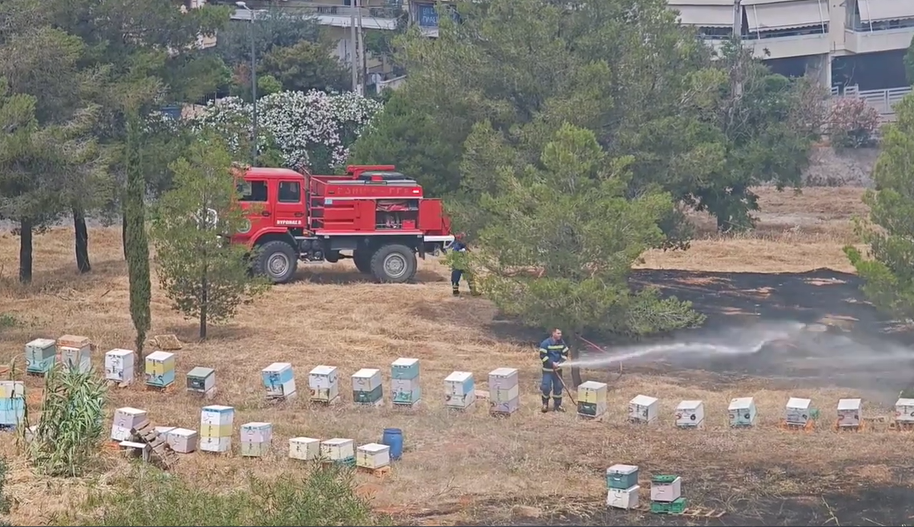 Πυρκαγιά στο Γαλάτσι: Στο αυτόφωρο ο μελισσοκόμος που έβαλε σε κίνδυνο το Άλσος Βεΐκου – Του επιβλήθηκε πρόστιμο 3.557 ευρώ