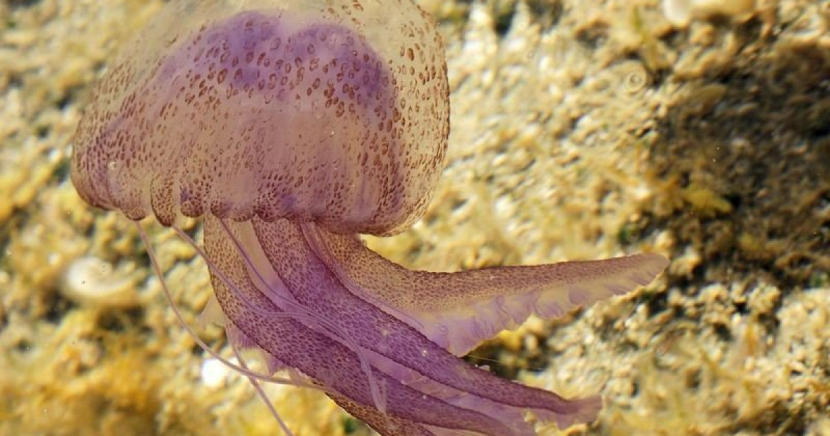Συναγερμός για τις μωβ μέδουσες: Πώς αντιμετωπίζεται το επώδυνο τσίμπημα και πότε γίνεται επικίνδυνο (Βίντεο)