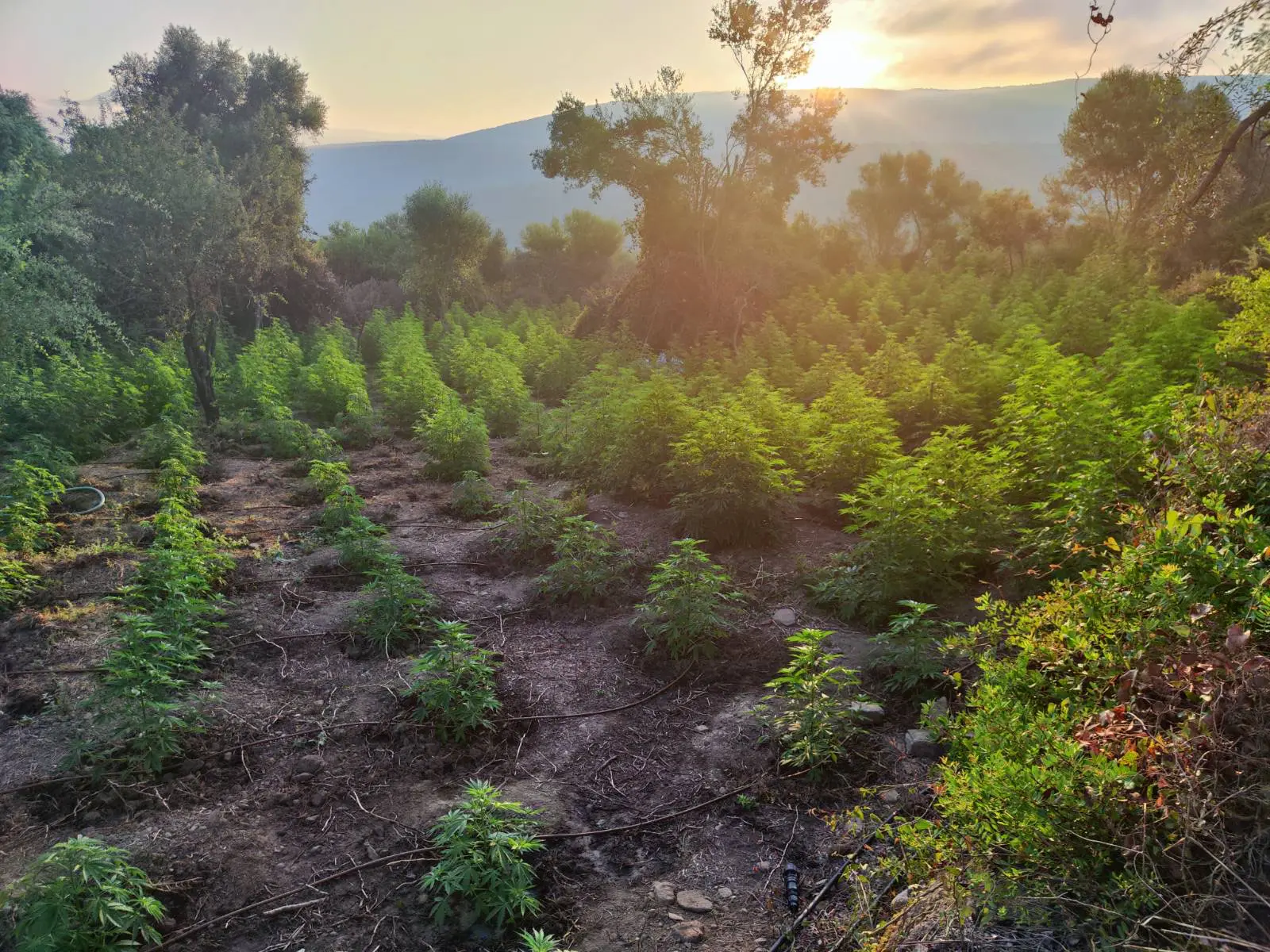 Μεσσηνία