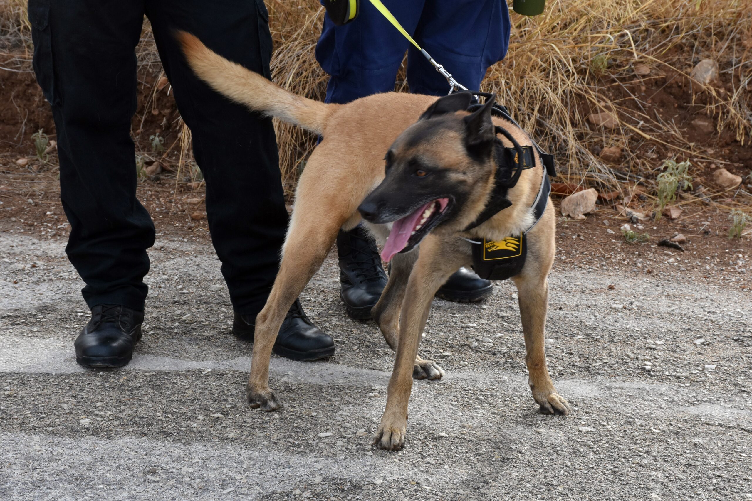 Βριλήσσια: Σκύλος επιτέθηκε σε περαστικό έξω από φούρνο – Στο νοσοκομείο με σοβαρά τραύματα 66χρονος, νεκρό το κατοικίδιό του (Βίντεο)