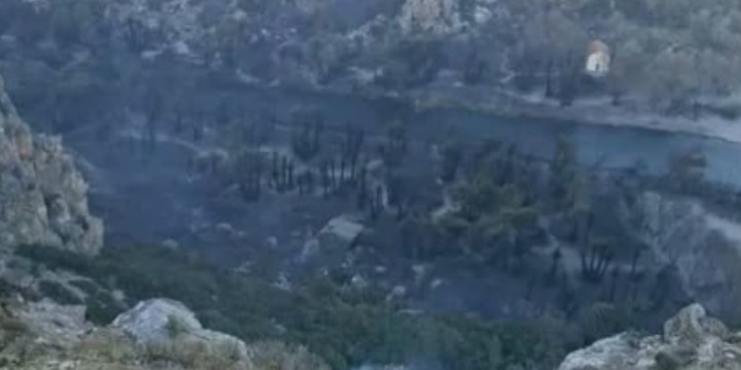 Φοινικόδασος Πρέβελης: Πάνω από το 80% έγινε στάχτη από τη μεγάλη φωτιά στο Ρέθυμνο