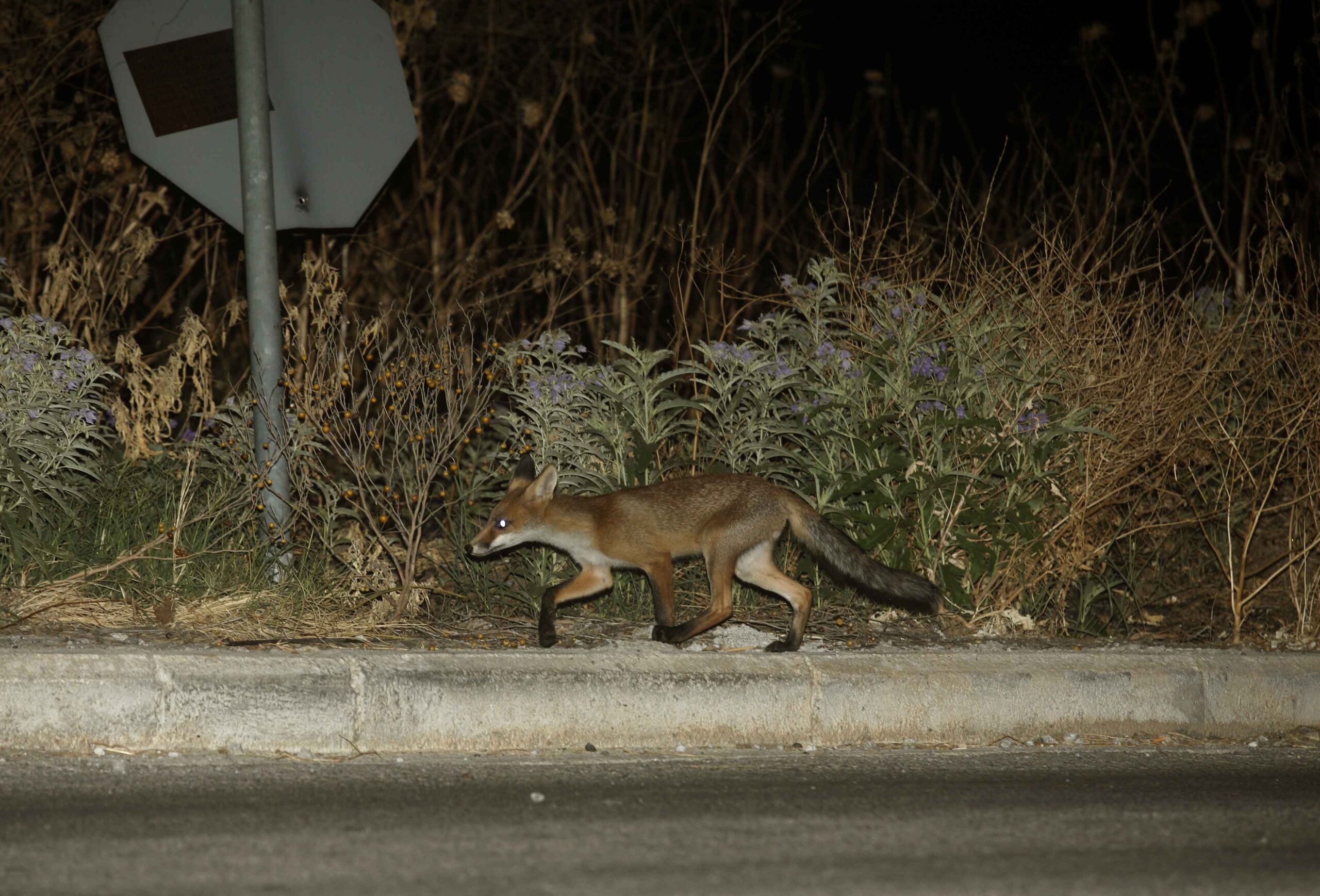Tραυματισμός από αλεπού: Πότε υπάρχει κίνδυνος για λύσσα – Οδηγίες του ΕΟΔΥ