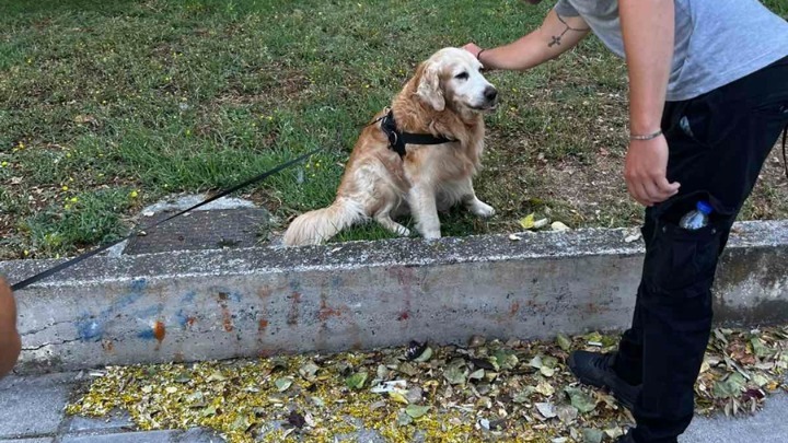 Θεσσαλονίκη: 22 πρόστιμα από τη Δημοτική Αστυνομία για παραβάσεις που αφορούν ζώα συντροφιάς