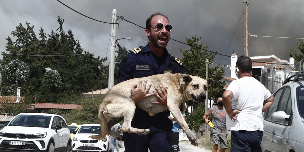 Γαλλία: Τα άγρια ζώα της Ζιρόντ κινδυνεύουν από τις φωτιές και την απώλεια του περιβάλλοντός τους