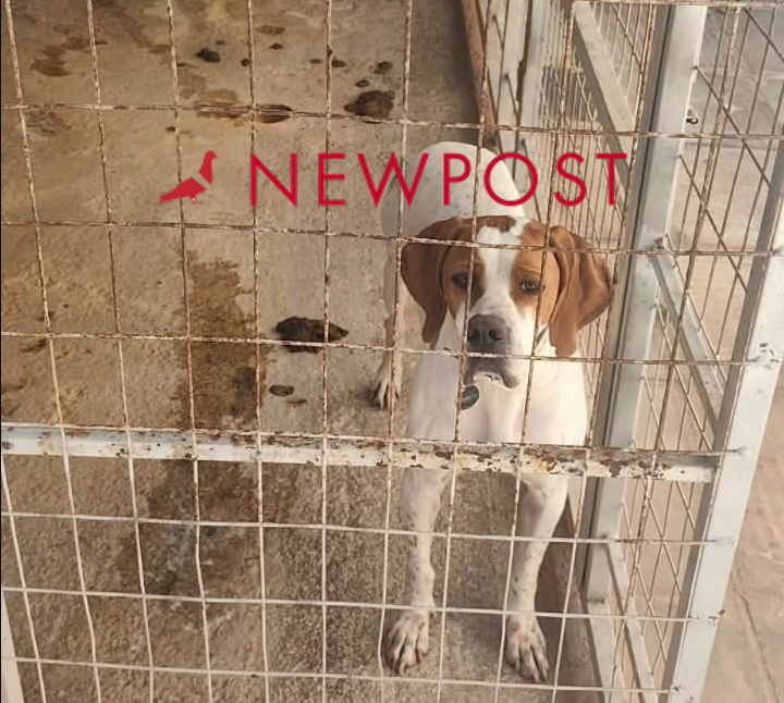 Καταδίκη-«καμπάνα» και πρόστιμο για παράβαση των κανόνων ευζωίας σκύλου στα Βόρεια Προάστια
