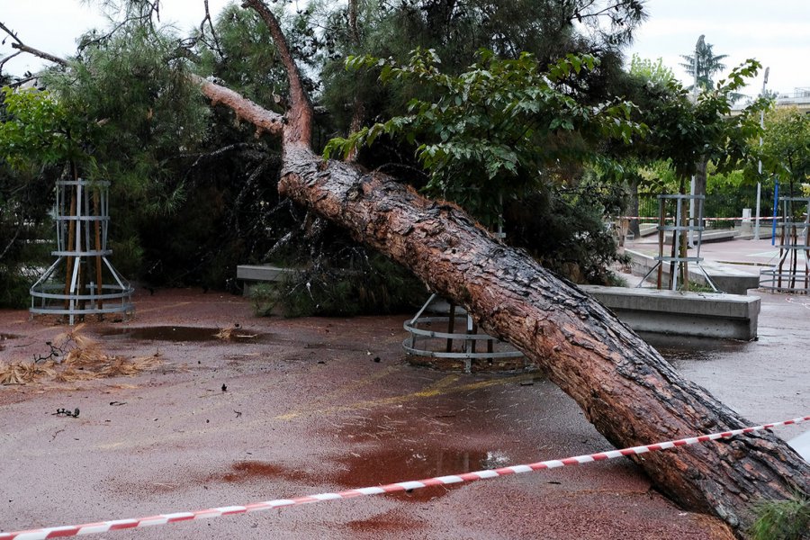 Ίλιον: Δέντρο έπεσε πάνω σε ταξί μετά το μπουρίνι – Πληροφορίες για εγκλωβισμένο άτομο (Βίντεο)