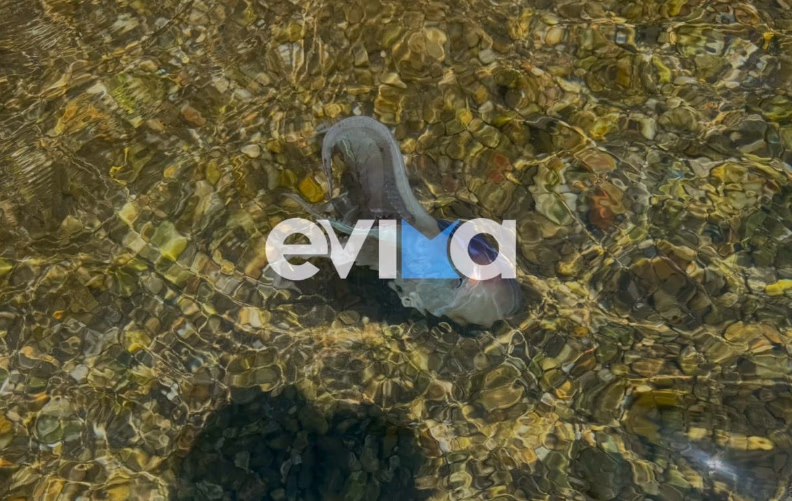 Εύβοια: Σπάνιο χταπόδι εμφανίστηκε σε παραλία (Βίντεο)